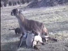 Rare zoo fetish hardcore movie scene featuring one beast pinning down some other and banging it 